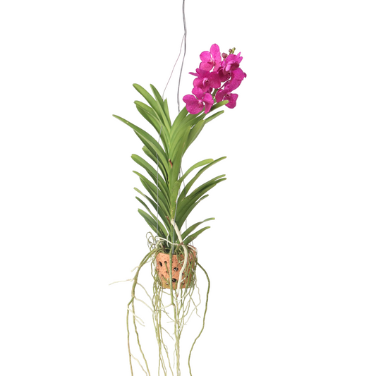 Orquídea Vanda - Vanda 'pink' - Altura 45-55cm - ⌀12cm_0