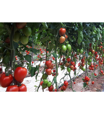 Plantón Tomate Esturion F1 (10 Unidades)_0
