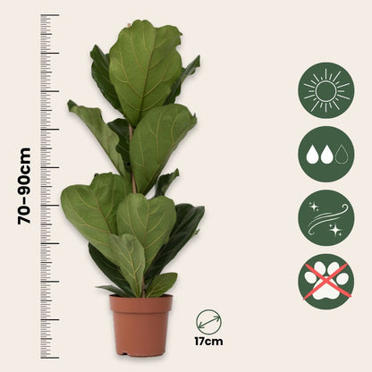Higuera Hoja De Violín - Ficus Lyrata - Altura 70-90cm - ⌀21cm