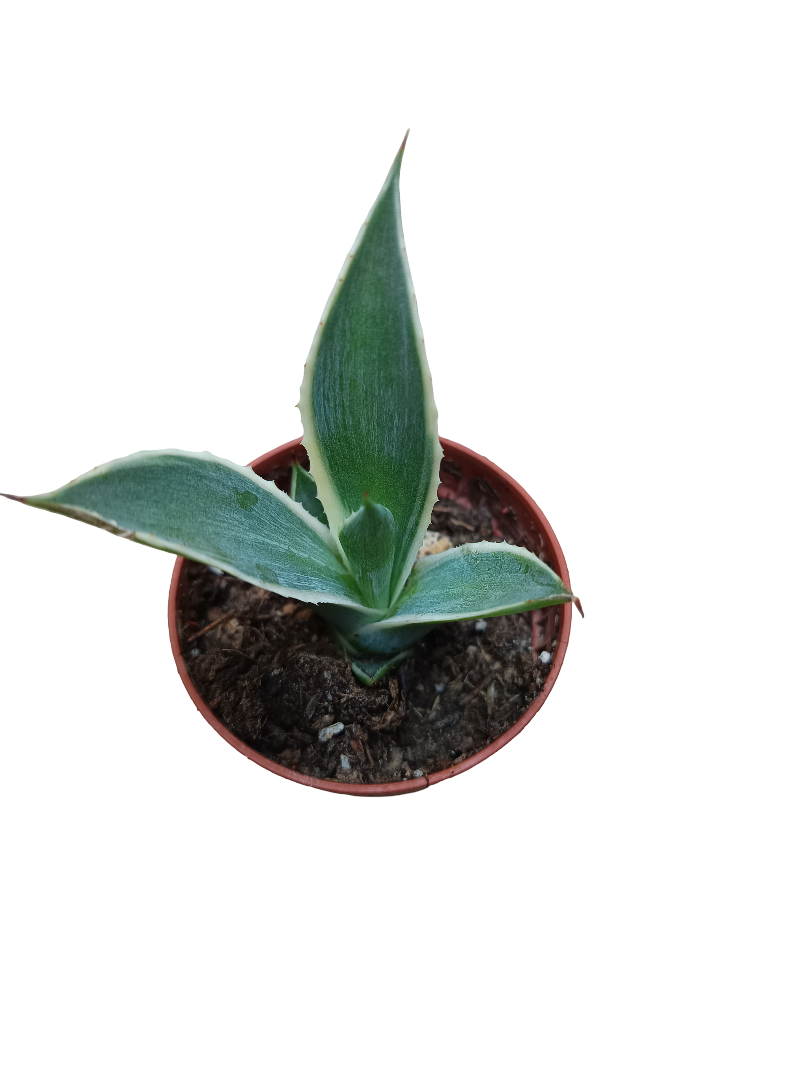 Agave Chiapensis Multicolor Planta Joven 5 Cms_0