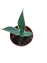 Agave Chiapensis Multicolor Planta Joven 5 Cms