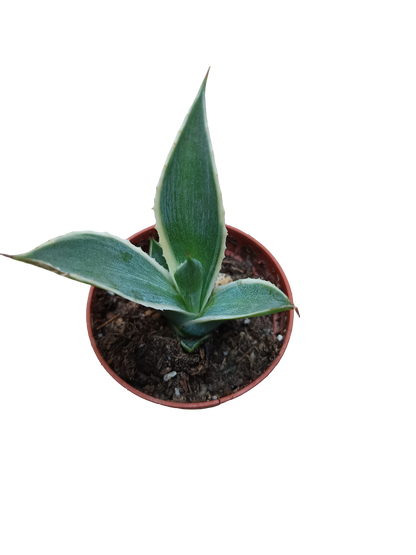 Planta suculenta  ☼ surtida aleatoria pequeña Ø5 VENTA POR UNIDAD