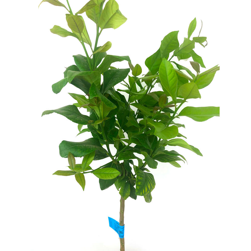 Limonero 4 Estaciones M28 130cm (injertado En Verna)_1