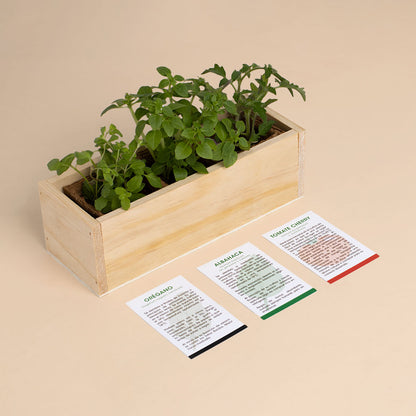 Kit Autocultivo Pizza | Cultiva Orégano, Albahaca Y Tomate Cherry En Casa | Regalo Original Para Amantes De La Cocina_2