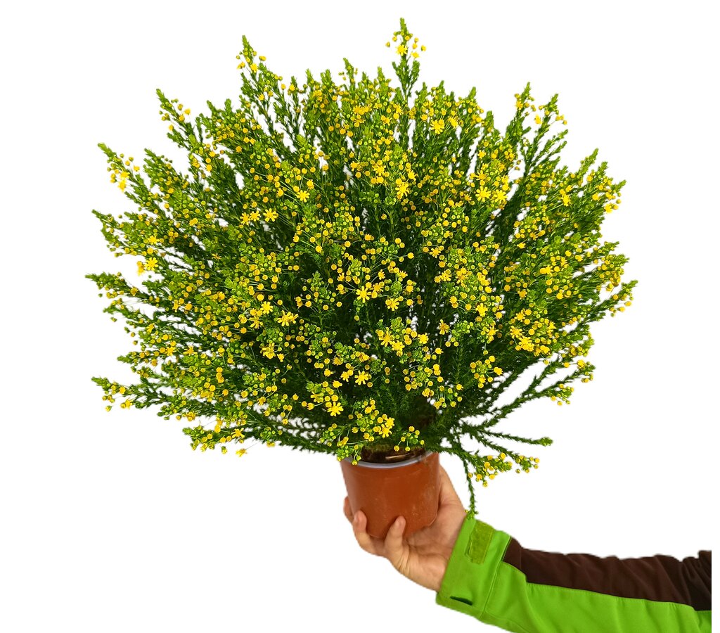 Euryops Virginius M13_0