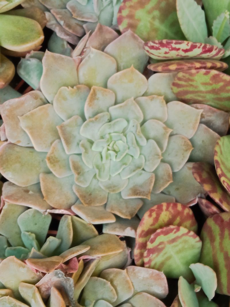 Suculentas Y Cactus Variedad #53 Planta Sin Id_0