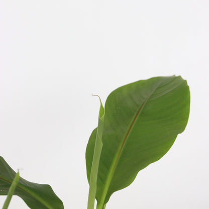 Platanera - 4 Pzs - Musa Basjoo - Altura 25-40cm - ⌀9cm