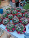 Cactus Mamillaria Planta Flores Rosas Ø5 Cms