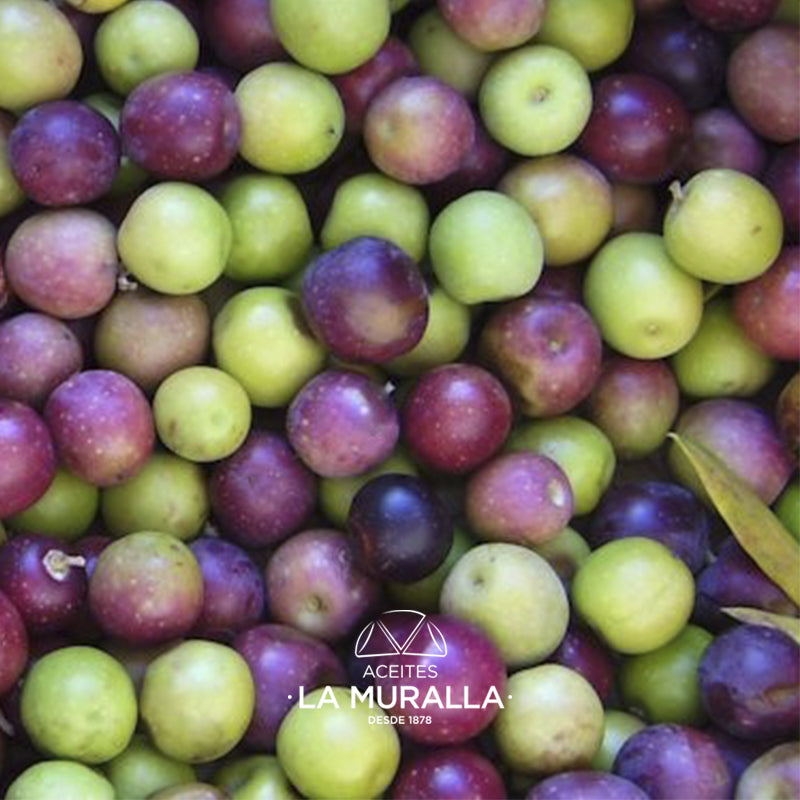 Cortijo La Muralla | Aceite De Oliva Virgen Extra | Variedad Arbequina | Botella 2 L (caja de 8)_4