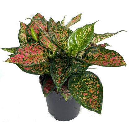 Aglaonema Crimson Love M12 20cm_0