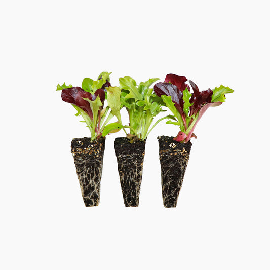 Plantón Lechuga Baby Leaf - Plantabo.