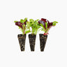 Plantón Lechuga Baby Leaf - Plantabo. 3 Unidades