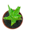 Aloe Juvenna Planta Suculenta Muy Bonita
