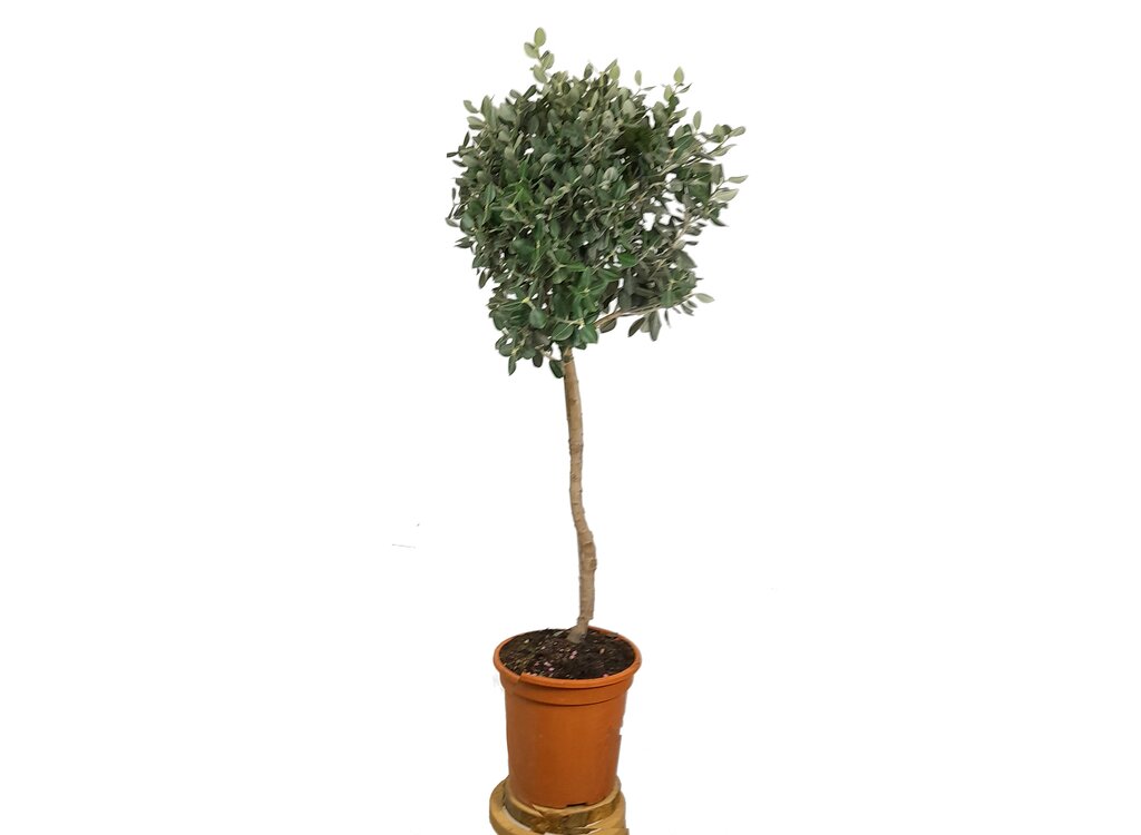 Metrosidero Excelsa Copa M22_0