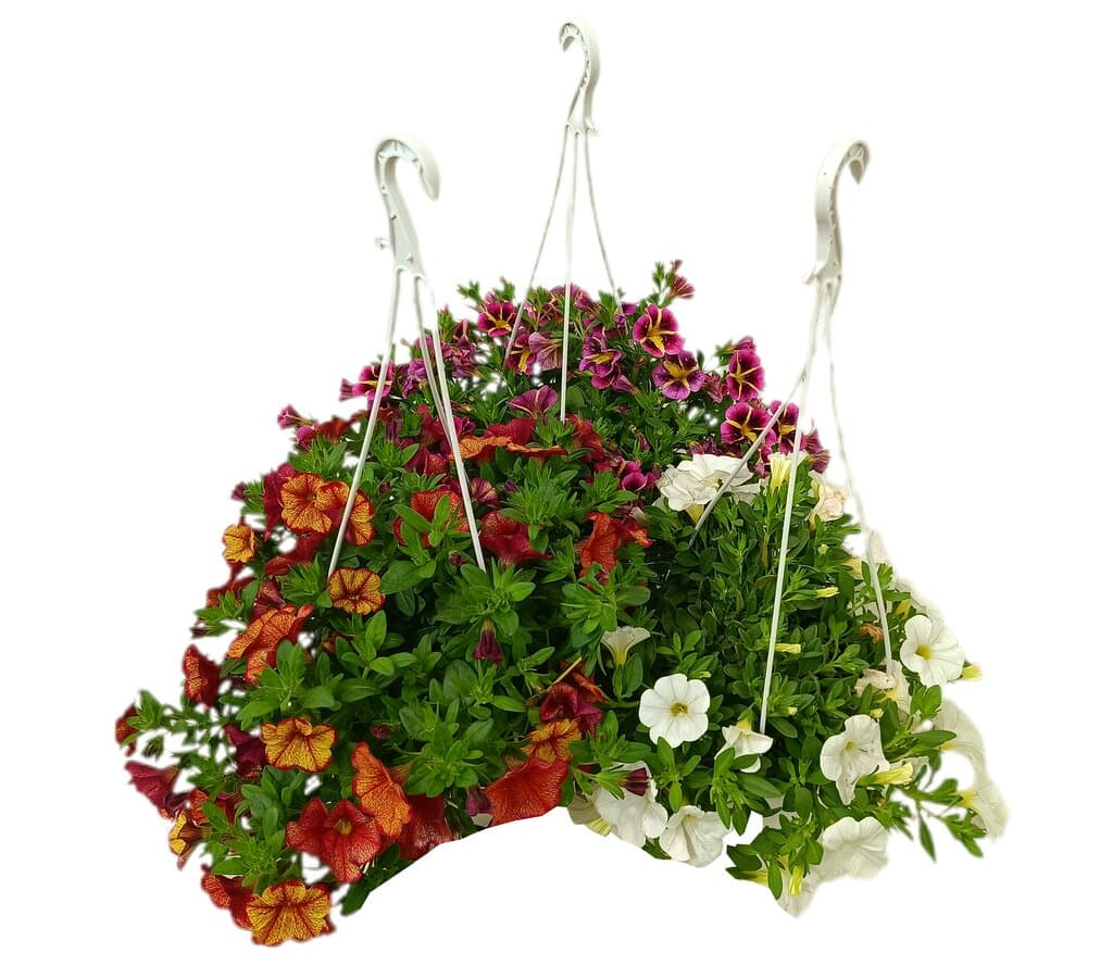 Calibrachoa T15_0