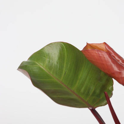 Filodendro - 2 Pzs - Philodendron 'sun Light' - Altura 20-30cm - ⌀12cm