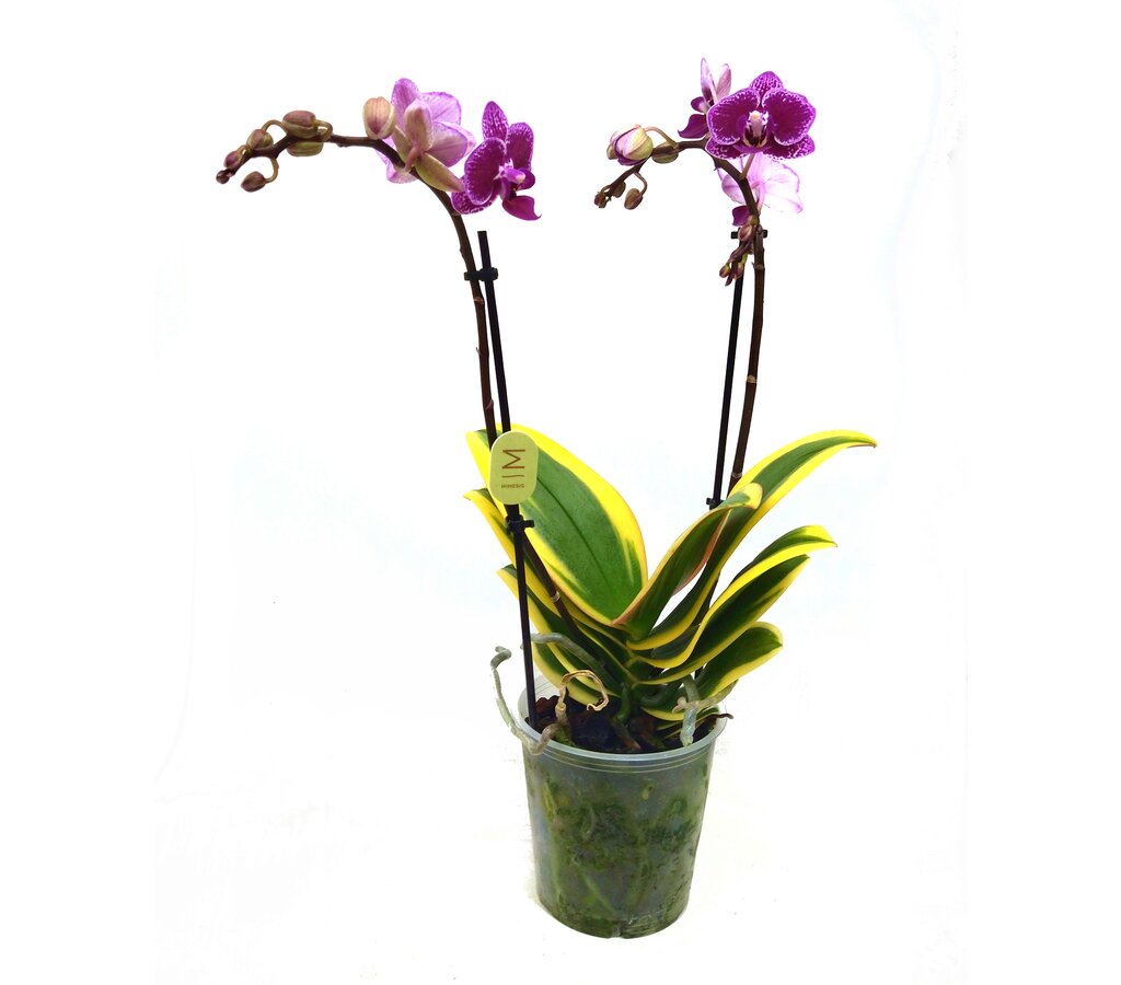 Orquidea Phalaenopsis Variegata M12 40cm_0