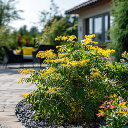 Acacia Dealbata - 6 Pzs - Mimosa Dealbata - Altura 25-40cm - ⌀9cm