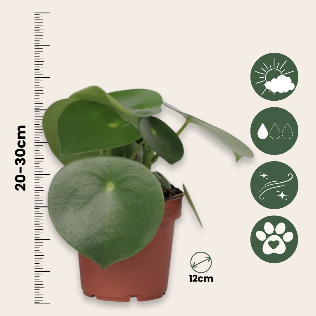 Corazón De Hombre - 4 Pzs - Peperomia Polybotrya - Altura 20-30cm - ⌀12cm_2