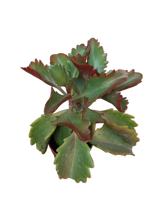 Kalanchoe rubinea planta suculenta Ø5
