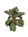 Kalanchoe Rubinea Planta Suculenta Ø5