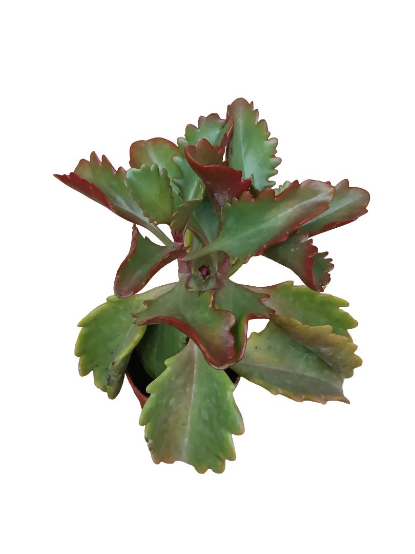 Kalanchoe Rubinea Planta Suculenta Ø5_0