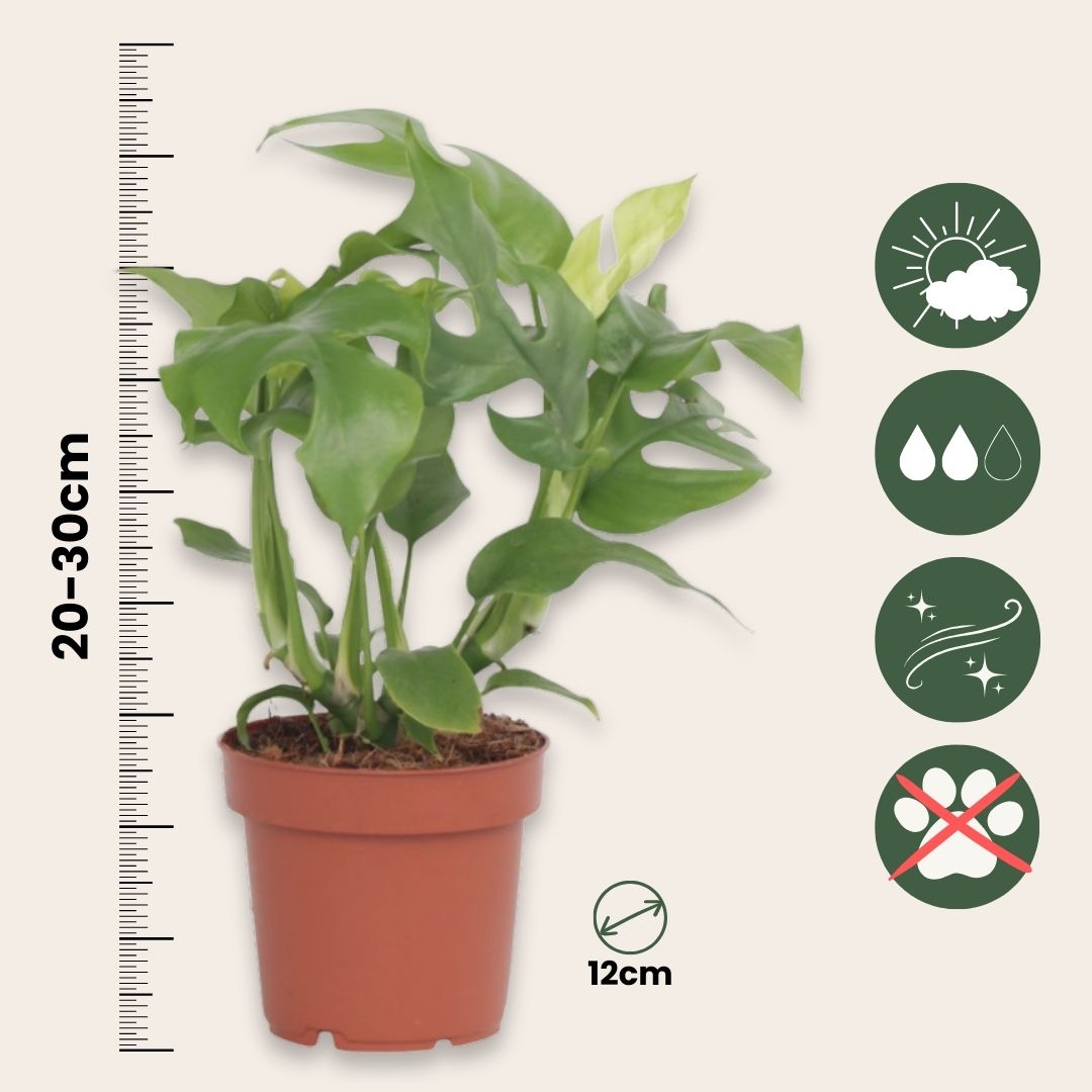 Monstera Mínima - 2 Pzs - Rhaphidophora Tetrasperma - Altura 20-30cm - ⌀12cm