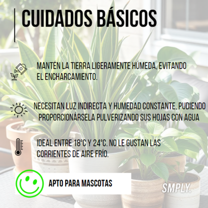 Pack De 7 Plantas Naturales Interior Areca + Maranta Leuconera + Chamaedorea + Dracaena Marginata + Helecho + Pachira + Pilea Peperomioides