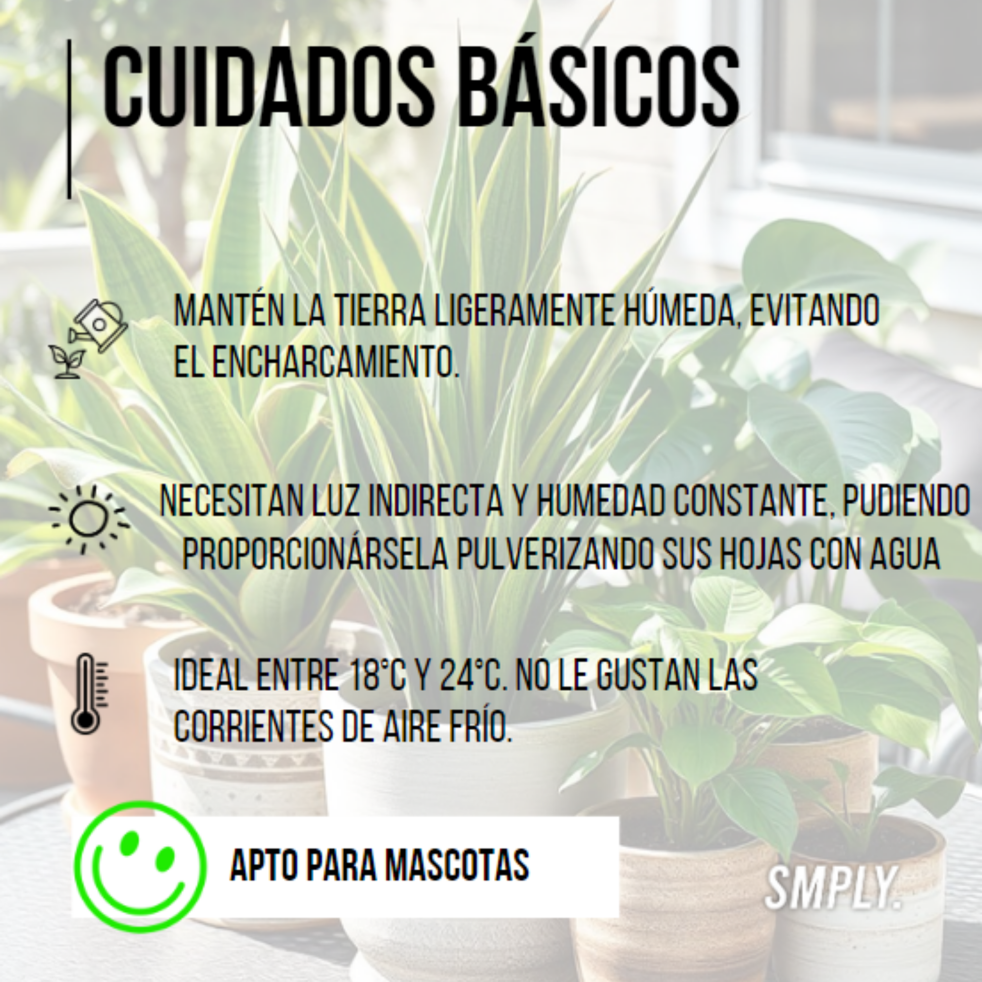 SMPLY | Pack 7 Plantas Interior: Areca, Maranta, Chamaedorea, Dracaena, Helecho, Pachira y Pilea_2