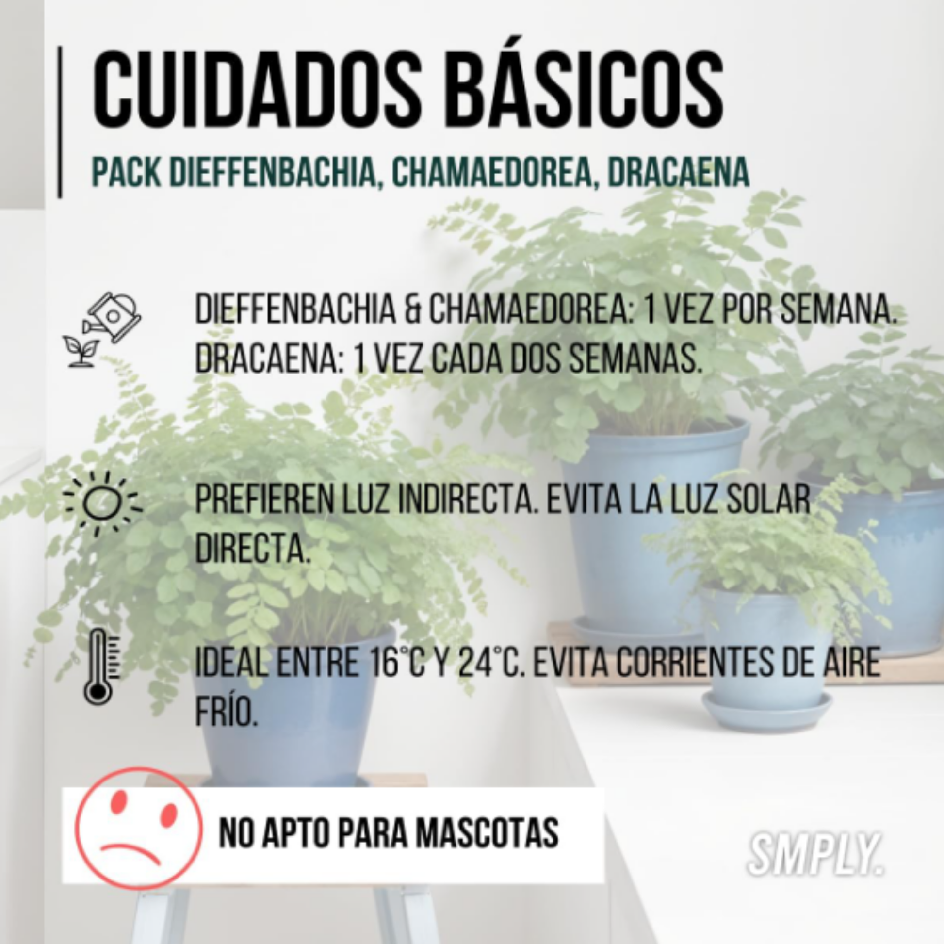 Smply - Set De  3, 1x Dieffenbachia, 1x Chamaedorea (mountain Palm) 1x Dracena Marginata (dragon Tree), 10-12cm_2