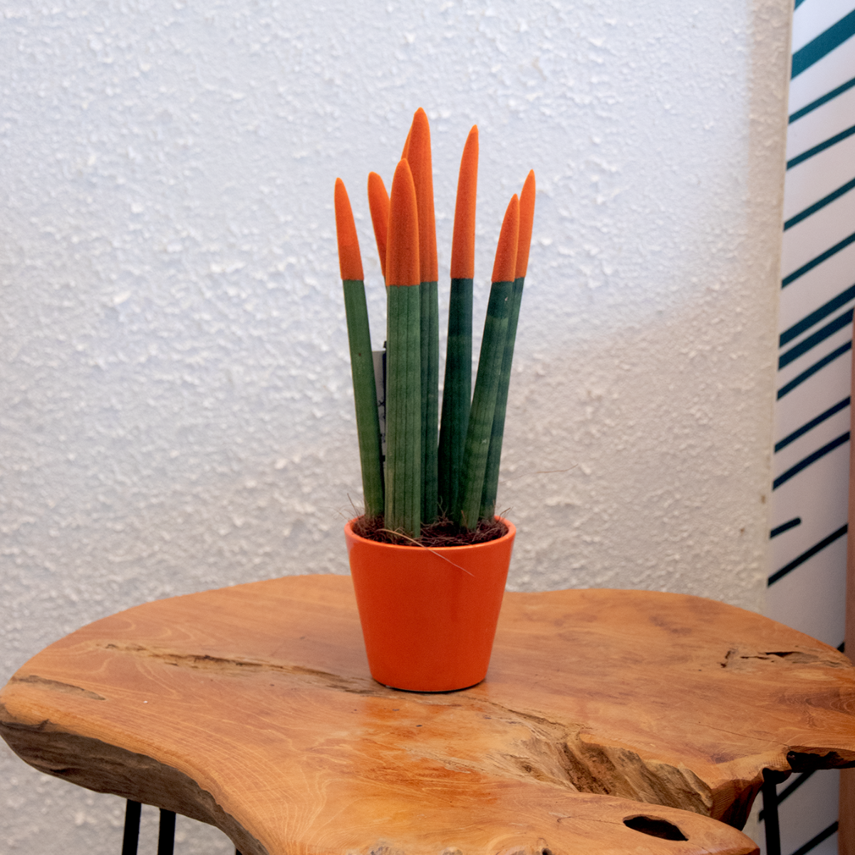 Lengua De Suegra Cilíndrica - Sansevieria Cylindrica - Altura 20-40cm - ⌀9cm