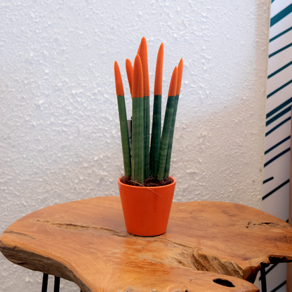 Lengua De Suegra Cilíndrica - Sansevieria Cylindrica - Altura 20-40cm - ⌀9cm_1