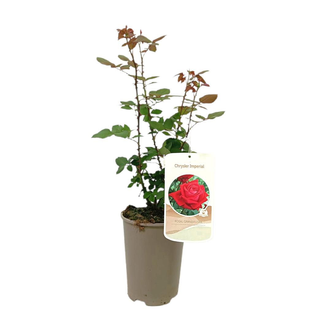 Rosal Perfumado Chrysler M20_0