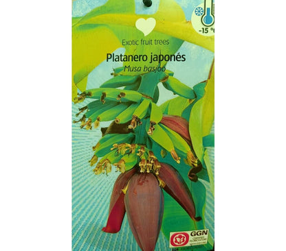Musa Basjoo M23 100cm (platanero Japonés)_1