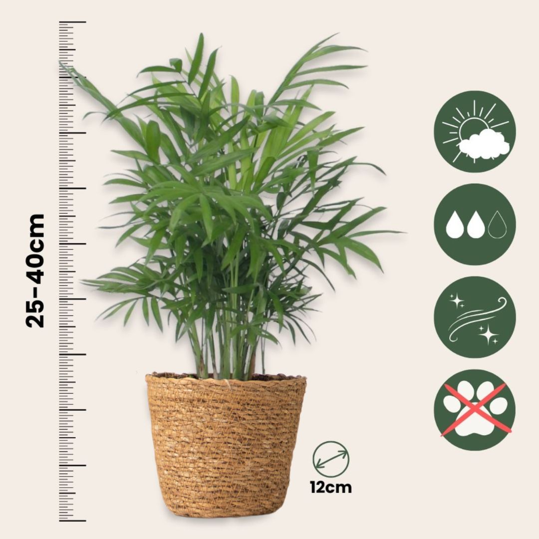 Plantas De Interior Fáciles De Cuidar - Set 4 Con Cesta - Altura 25–40cm - ⌀12cm_2