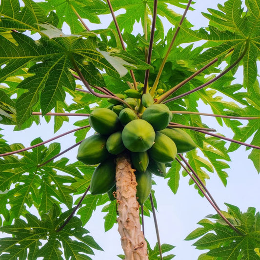 Papaya Árbol - Frutal Tropical - Altura Aprox. 80/100cm._0