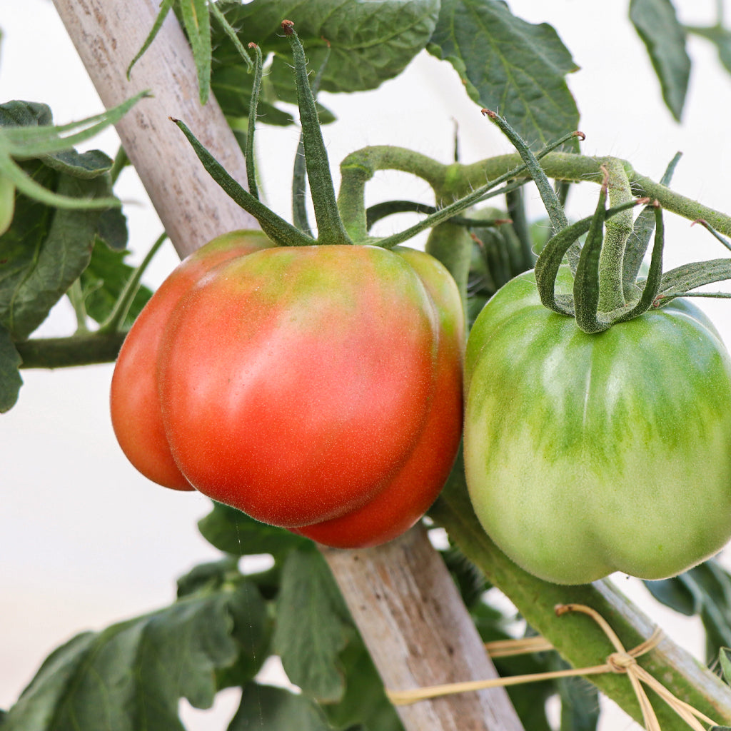 Plantón Tomate Pera Girona 6 Unidades - PlantaBo_2