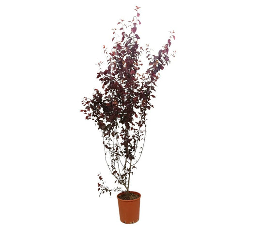 Prunus Pisardii M25 170cm_0