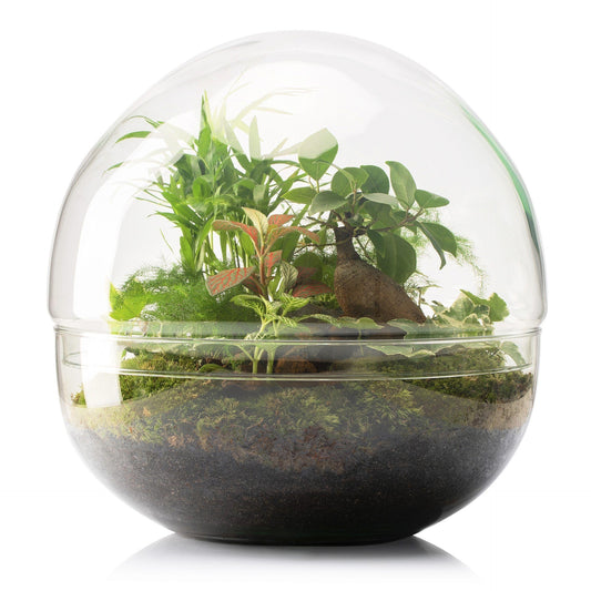 Terrario Borneo Terra Palmera Fittonia Ø28 x 28 cm