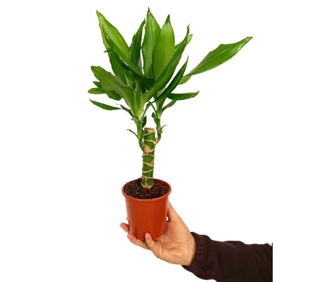 Dracena Stedneri M11_0