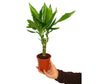 Dracena Stedneri M11