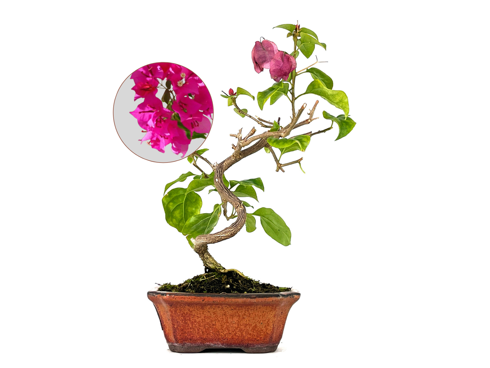 Bonsái Bouganvillea – Buganvilla 7 Años_0