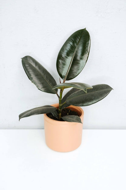 Árbol Del Caucho​ - Ficus Elastica Abidjan_0