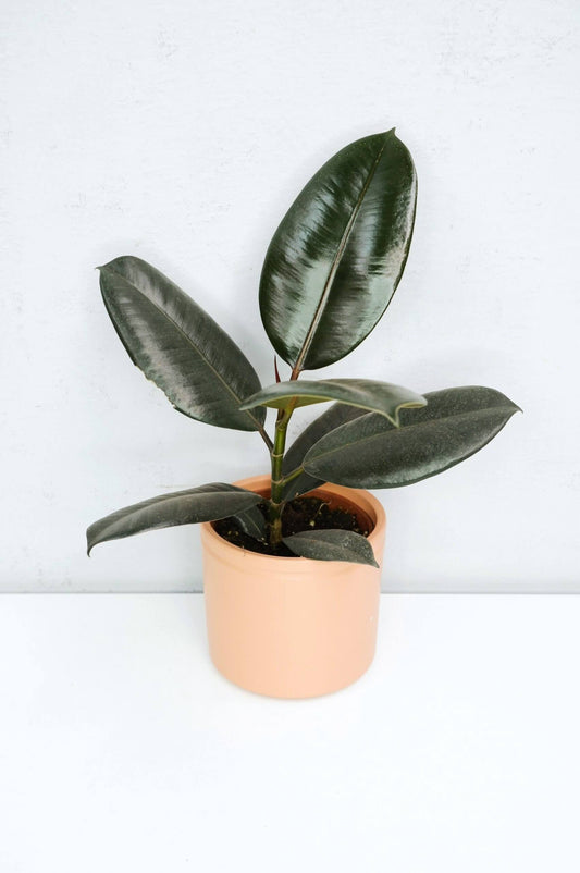 Árbol Del Caucho​ - Ficus Elastica Abidjan_0