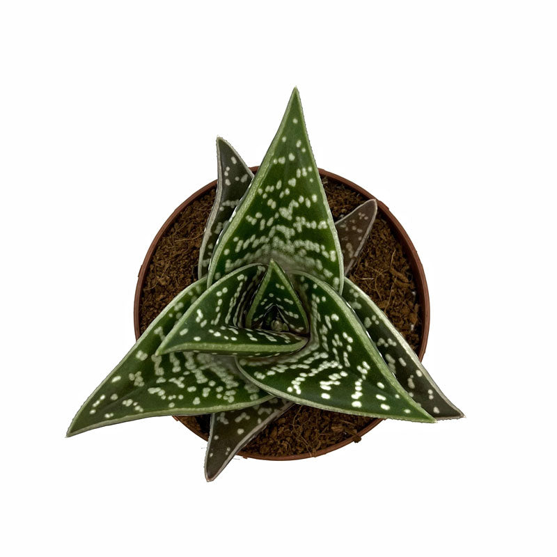 Aloe Variegata Cactus Y Suculentas M8,5 cm Ø_1