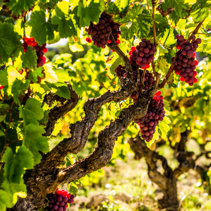 La Vid - 3 Pzs - Vitis Vinifera 'pinot Gris' - Altura 25-40cm - ⌀9cm