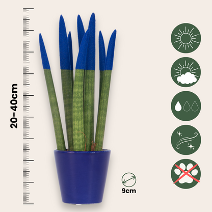 Lengua De Suegra Cilíndrica - Sansevieria Cylindrica - Altura 20-40cm - ⌀9cm