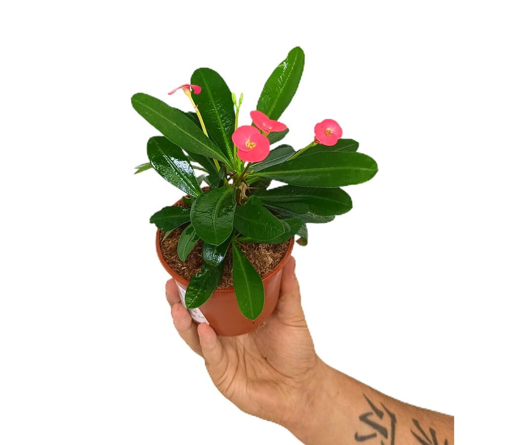 Euphorbia Milii M10 (corona De Cristo)_0