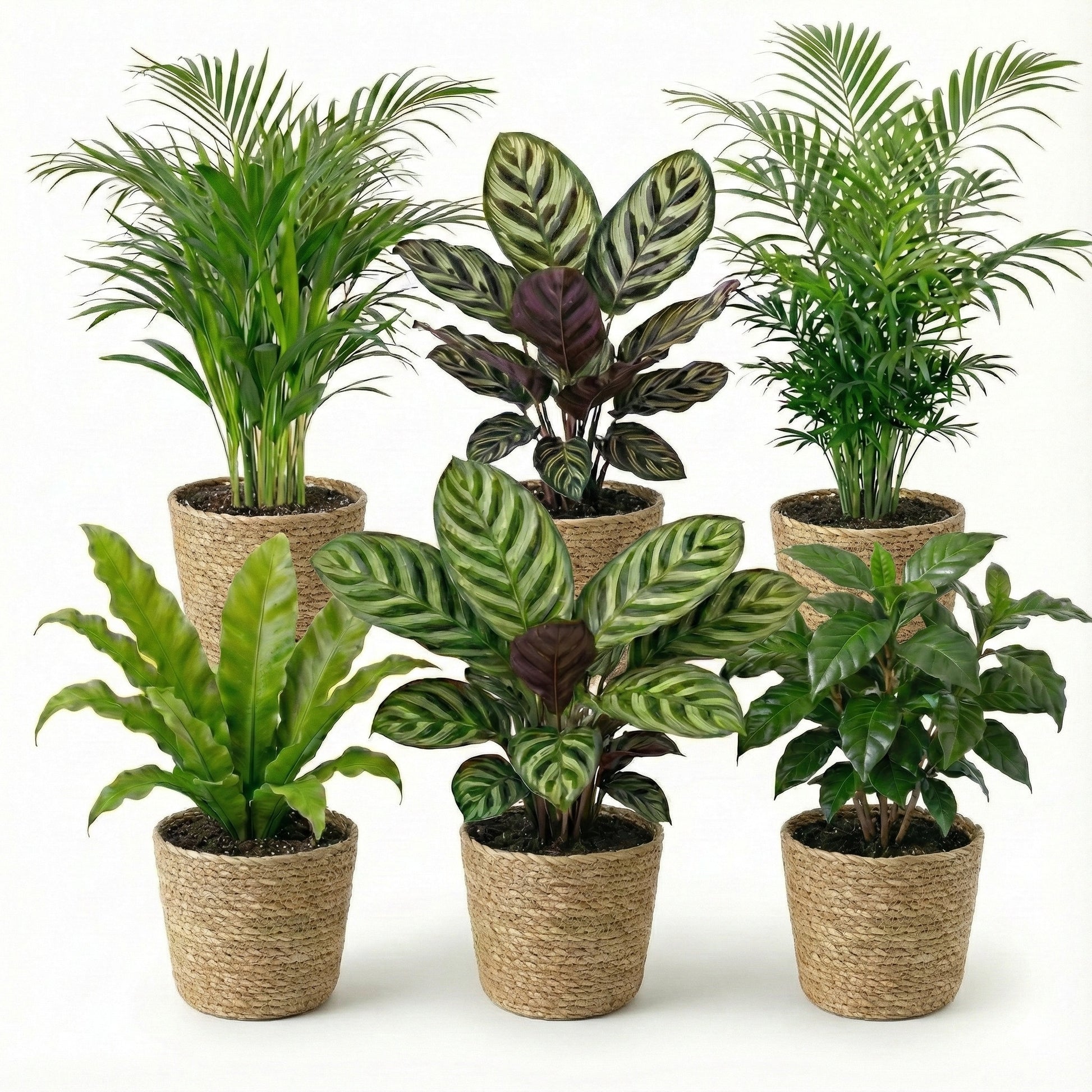 Plantas De Interior - 6 Con Cesta - Purificadoras Y Fáciles De Cuidar_0