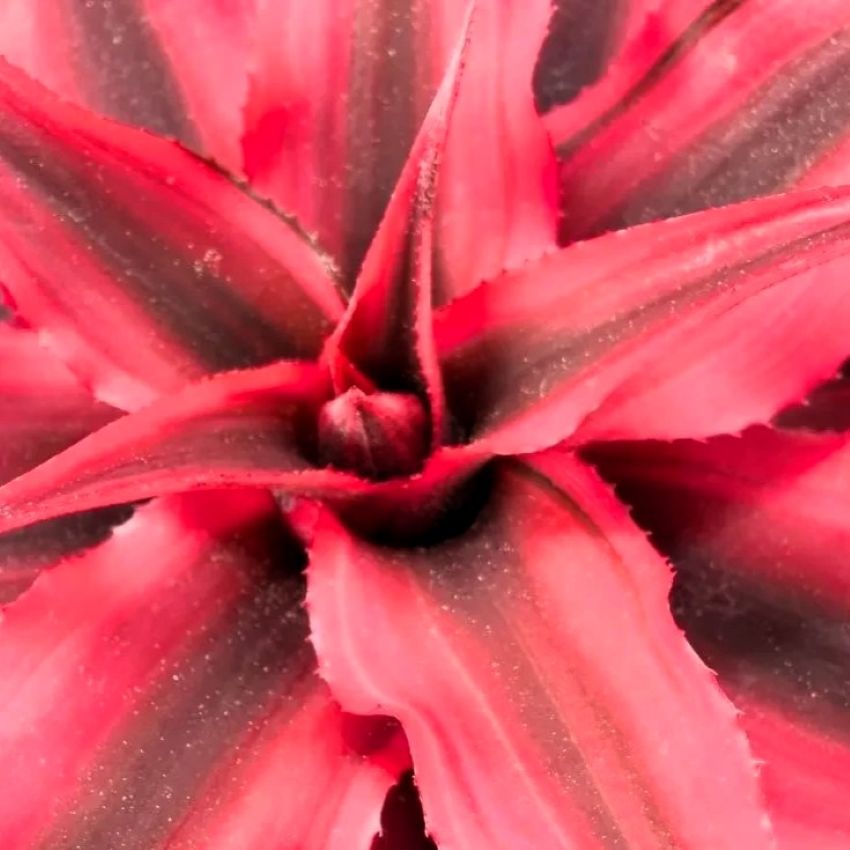 Cryptanthus ‘rubra’ (estrella De Tierra Roja); Bromelia, Planta De Interior; Curiosarium; Diámetro Maceta 12 Cm_2
